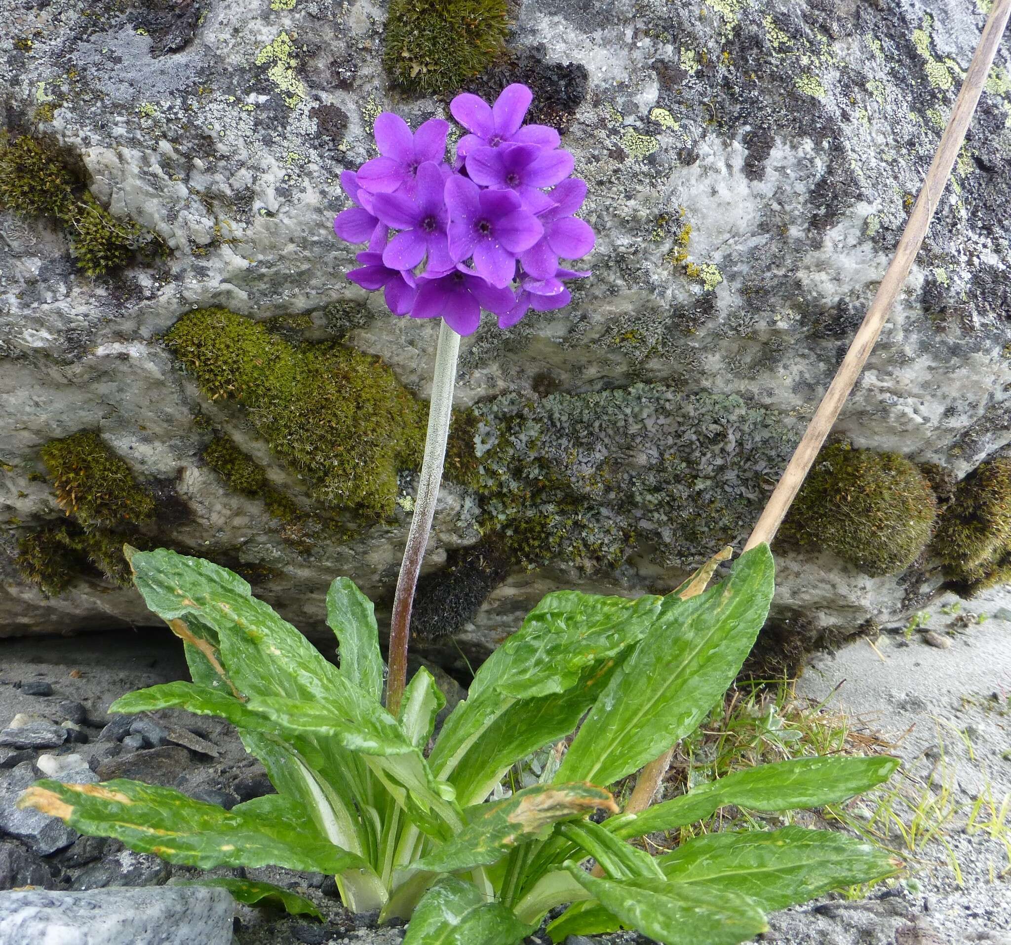 Plancia ëd Primula macrophylla D. Don