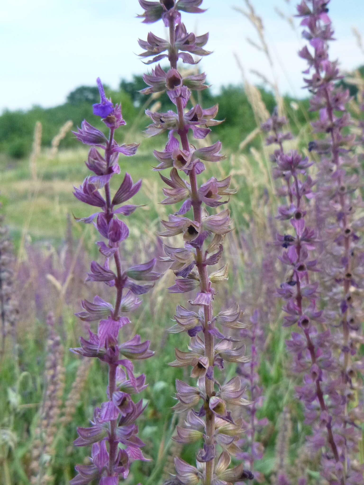 Imagem de Salvia nemorosa L.