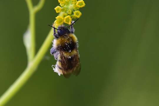 Plancia ëd Bombus distinguendus Morawitz 1869