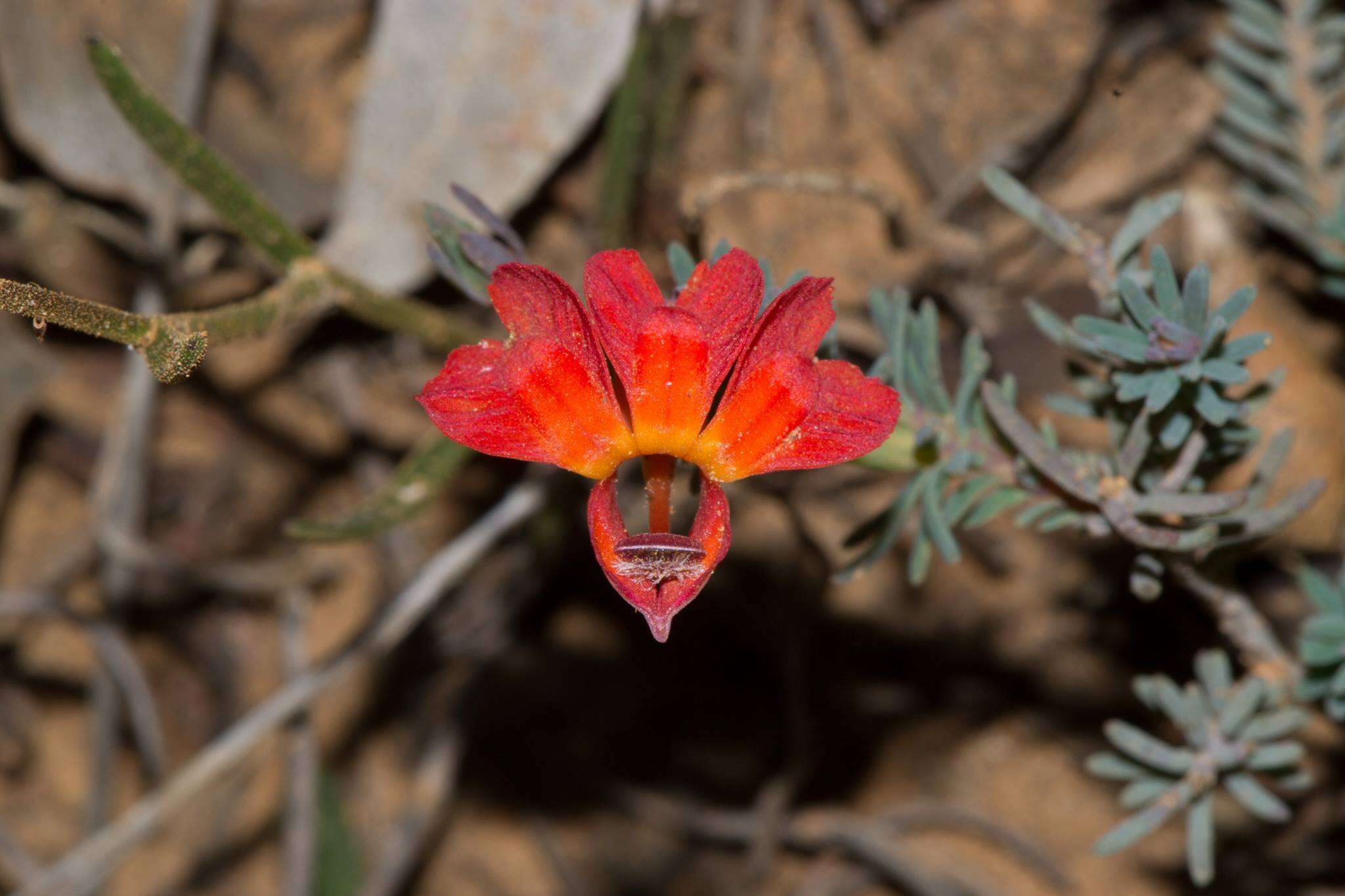 Image of Red Leschenaultia