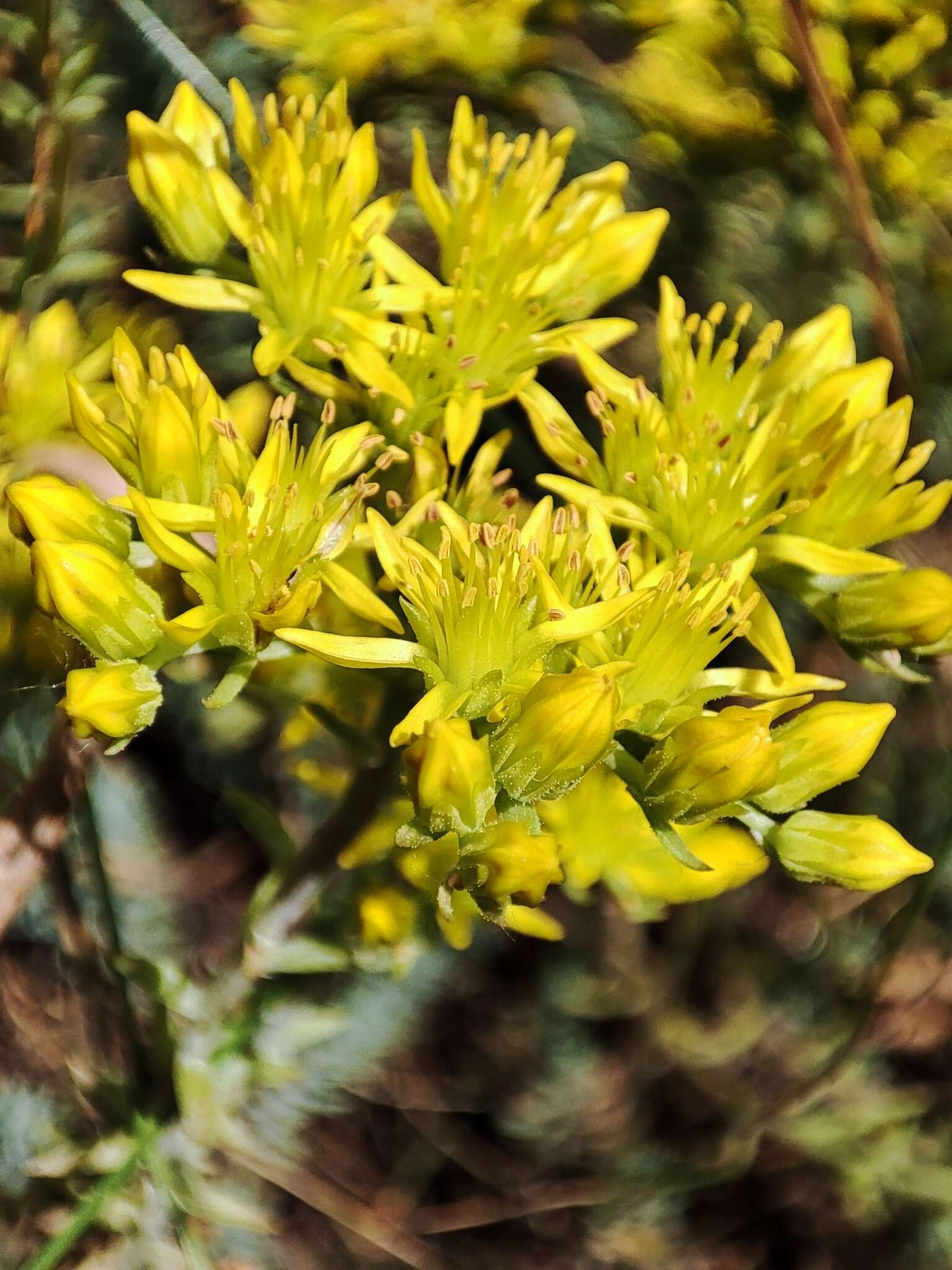 Image of Petrosedum montanum (Song. & Perr.) V. Grulich