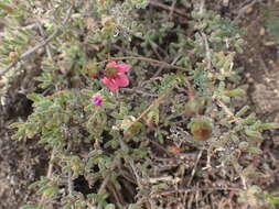 Image of Hermannia bicolor Dinter & Engl.