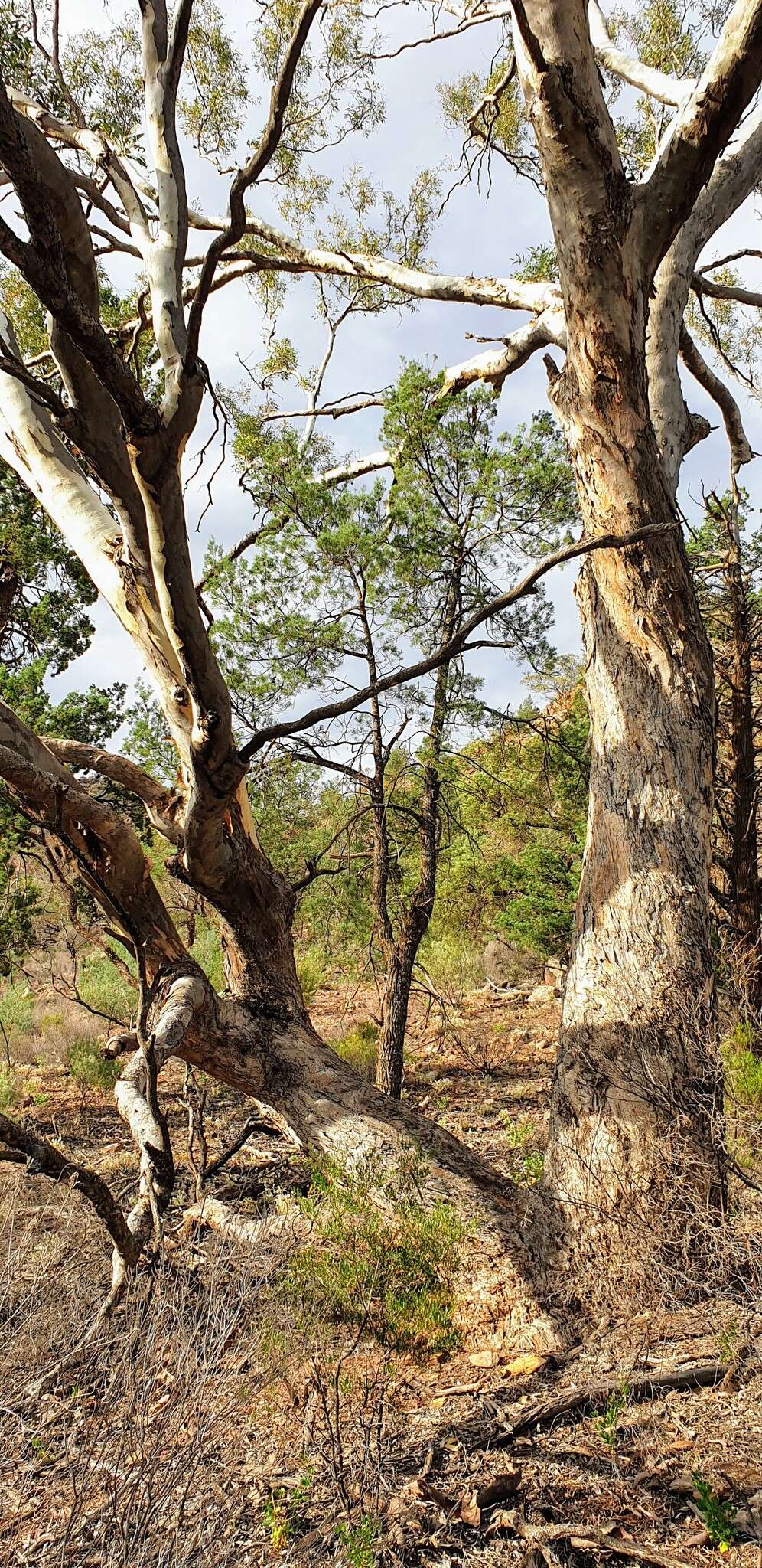 Image of Eucalyptus intertexta R. T. Baker