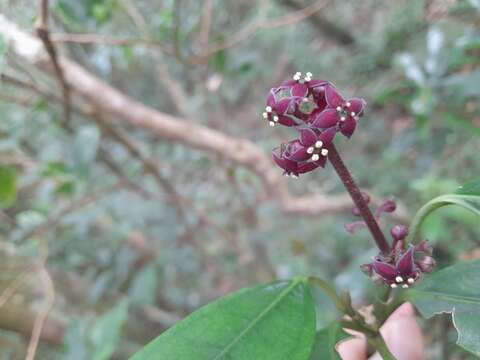 Image of Aucuba chinensis Benth.