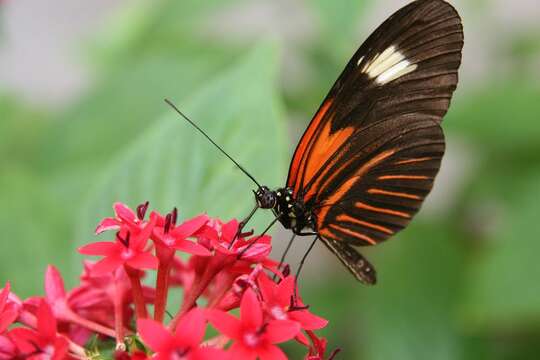 Image of Heliconius melpomene Linnaeus 1758