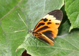 Image of Heliconius numata