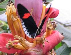 Image of Crimson Patched Longwing