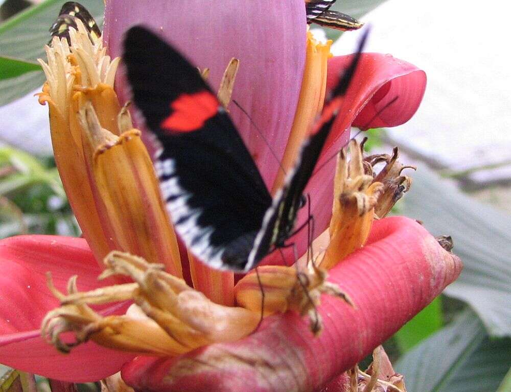 Image of Crimson Patched Longwing