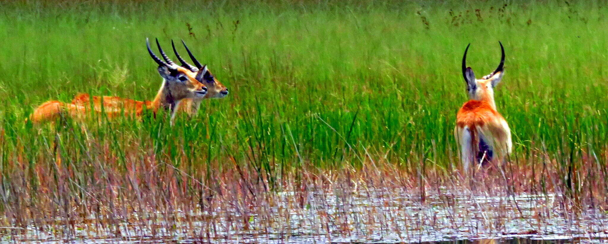 Image of Kafue Lechwe