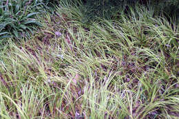 Image of Dwarf Sedge