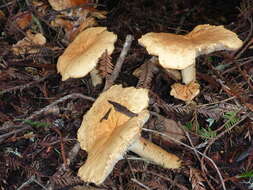 Image of bitter brown leucopaxillus