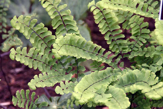 Image of Northern maidenhair fern