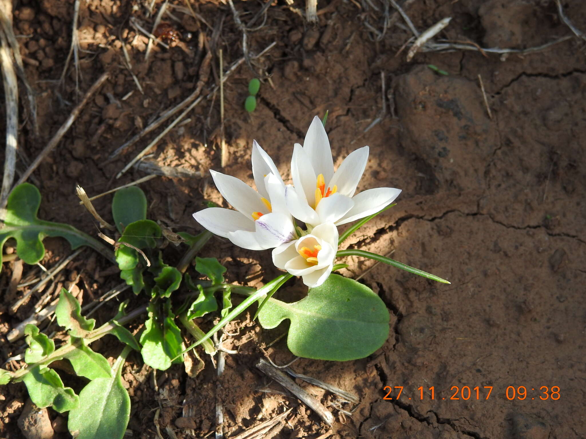 Image of Crocus aleppicus Baker