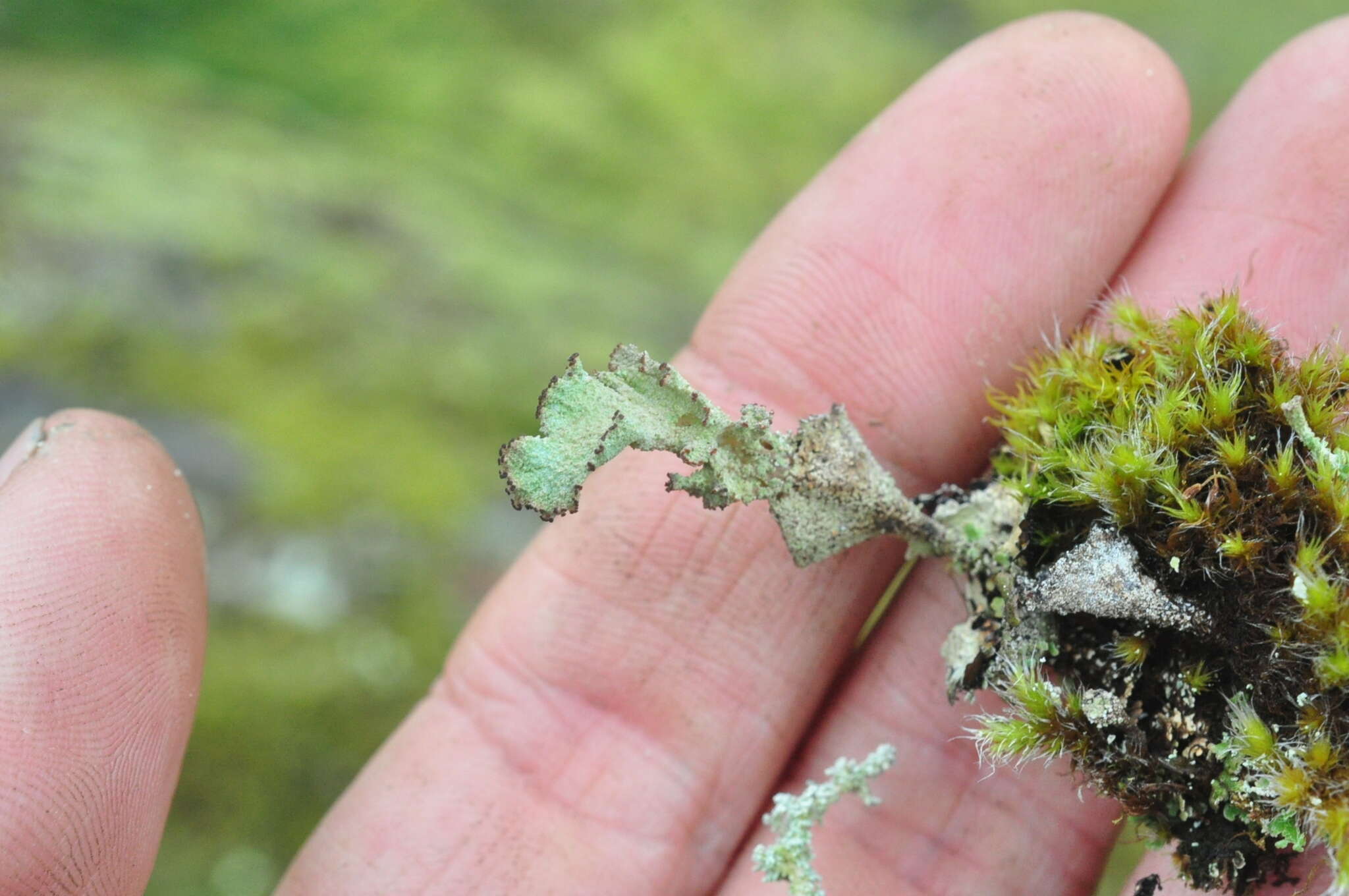 Image of Cladonia albonigra Brodo & Ahti