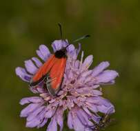 Image of Zygaena rubicundus