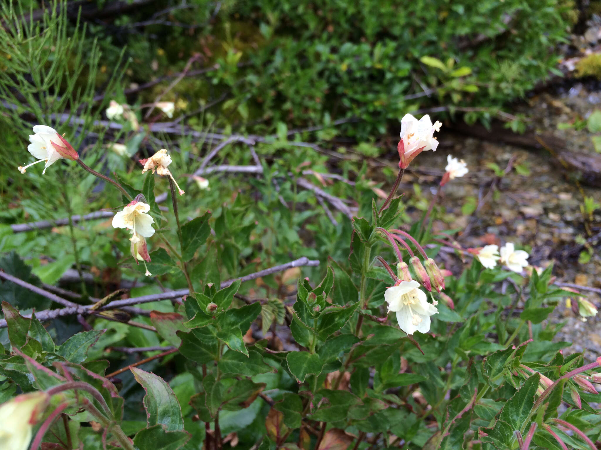 Epilobium luteum Pursh resmi