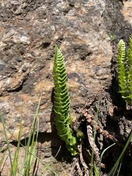 Polystichum kruckebergii W. H. Wagner的圖片