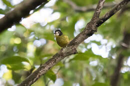 Image of White-faced Robin