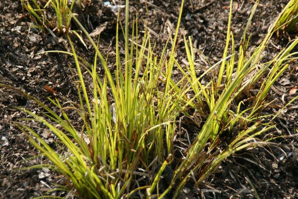 Image of Dwarf Sedge