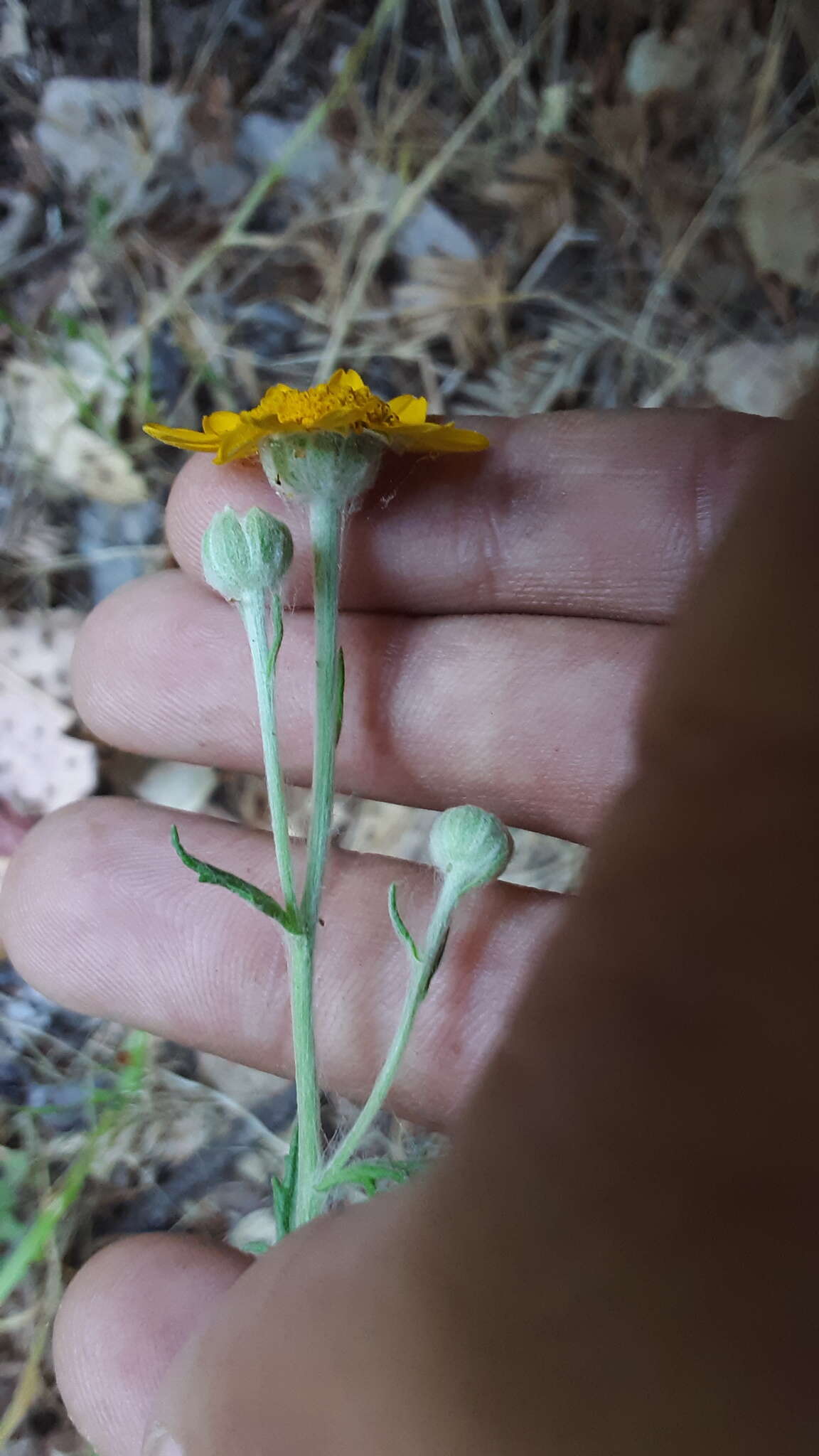 Image of common woolly sunflower