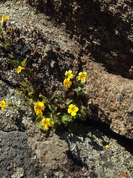 Image of Dudley's monkeyflower