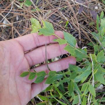 صورة Crossopetalum ilicifolium (Poir.) Kuntze