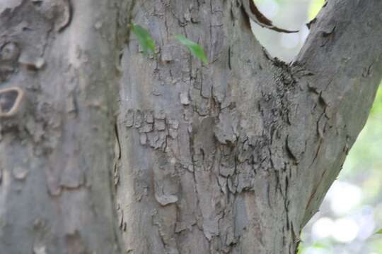 Image of three-toothed maple