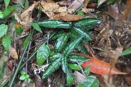 Image of Ardisia violacea (T. Suzuki) W. Z. Fang & K. Yao