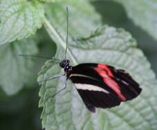 Image of Crimson Patched Longwing