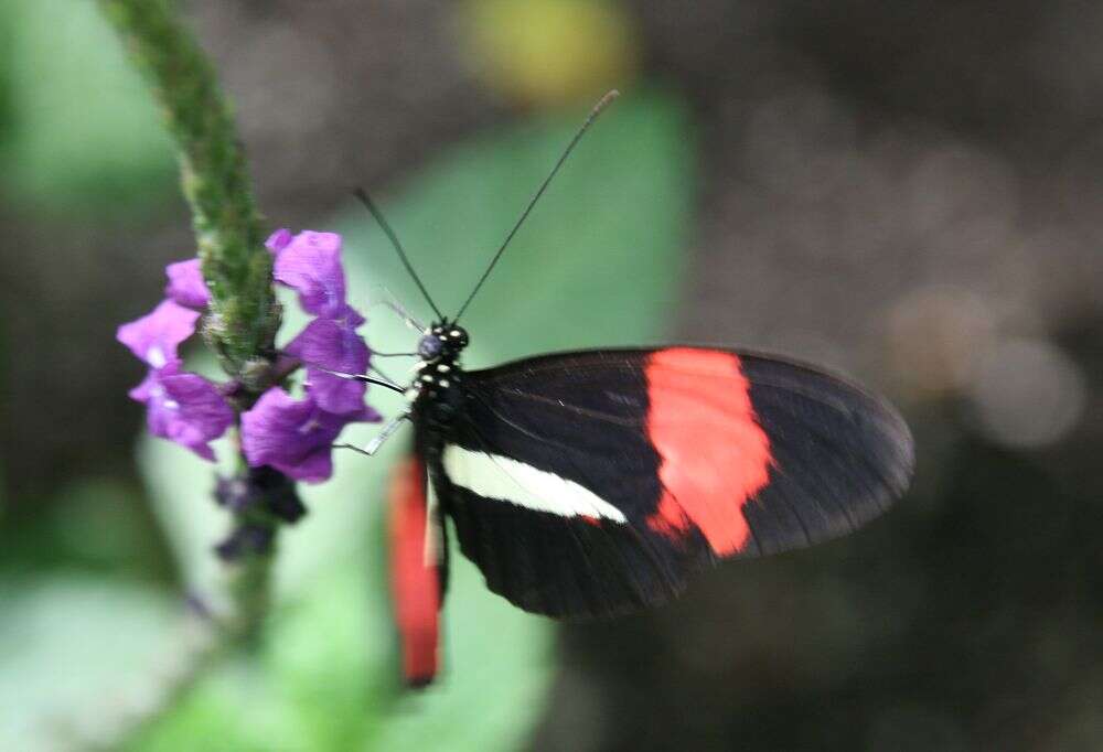 Image of Crimson Patched Longwing