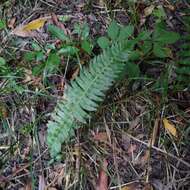 Слика од Blechnum auriculatum Cav.