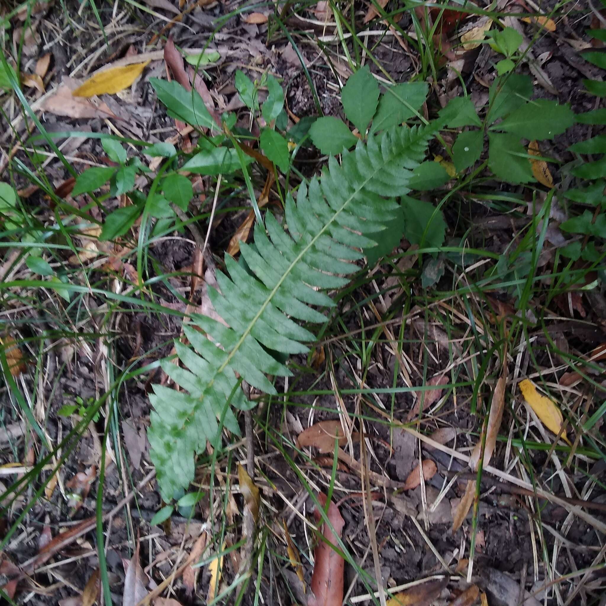 Слика од Blechnum auriculatum Cav.