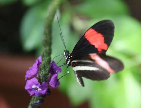 Image of Crimson Patched Longwing