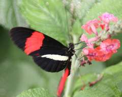 Image of Crimson Patched Longwing