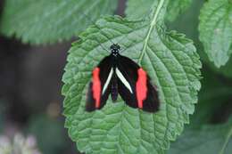 Image of Crimson Patched Longwing