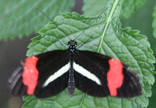 Image of Crimson Patched Longwing