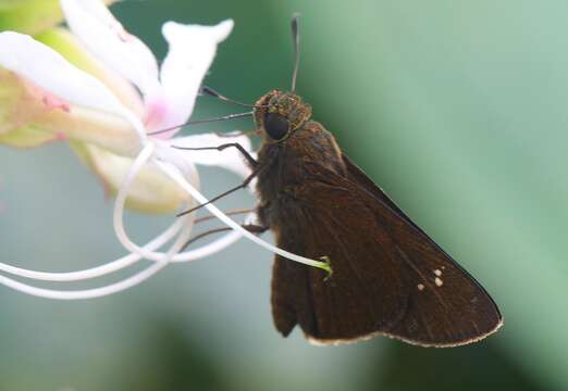 Image of blank swift