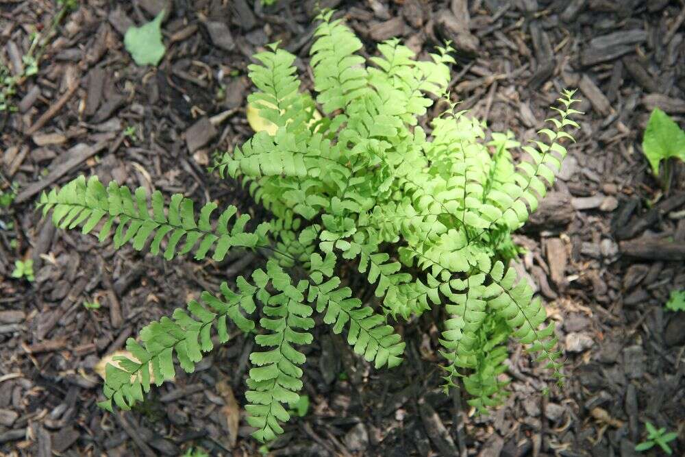 Image of Northern maidenhair fern