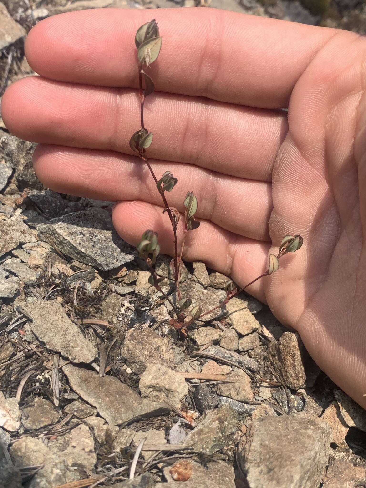 Слика од Polygonum minimum S. Wats.