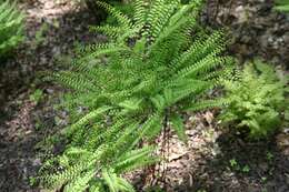 Image of Northern maidenhair fern