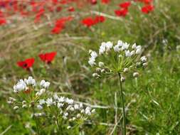 صورة Allium palaestinum