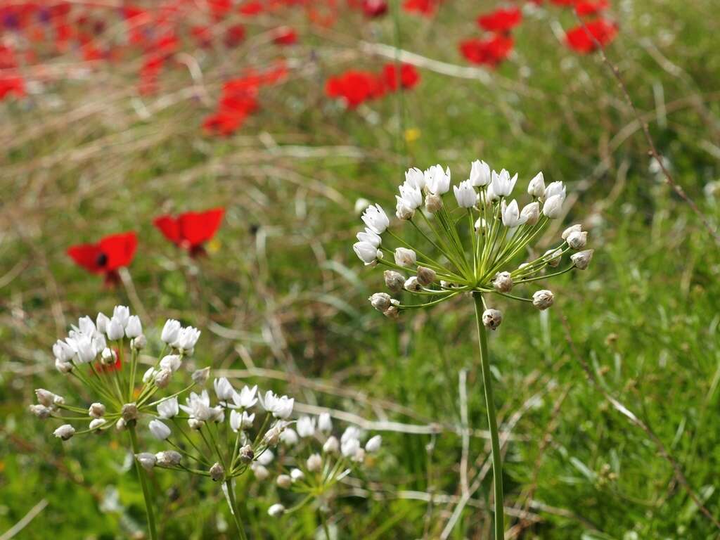 صورة Allium palaestinum