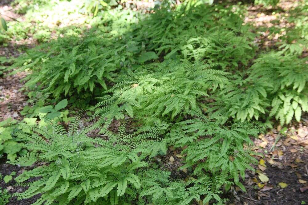 Image of Northern maidenhair fern