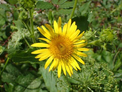 Image of Doronicum corsicum (Loisel.) Poir.