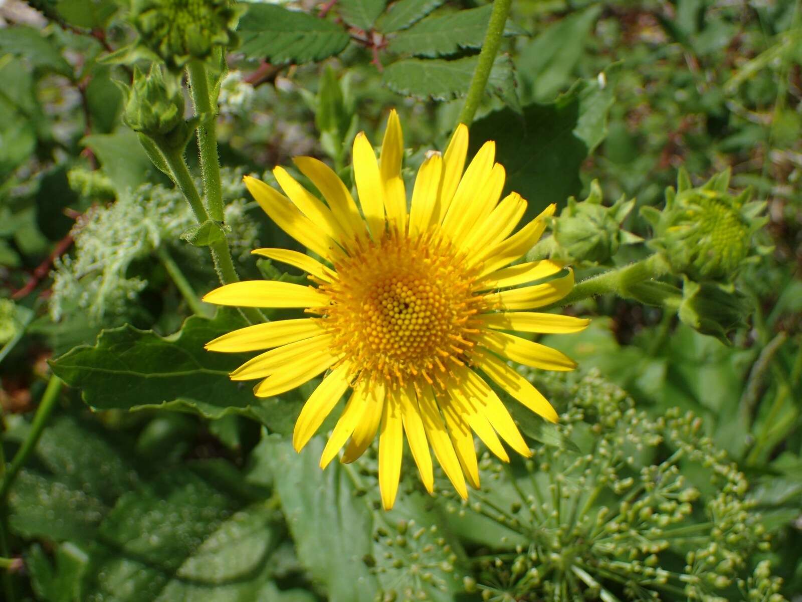 Image of Doronicum corsicum (Loisel.) Poir.