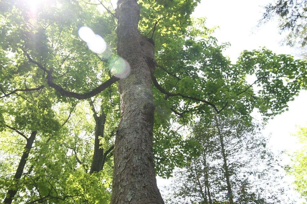 Imagem de Acer pseudoplatanus L.