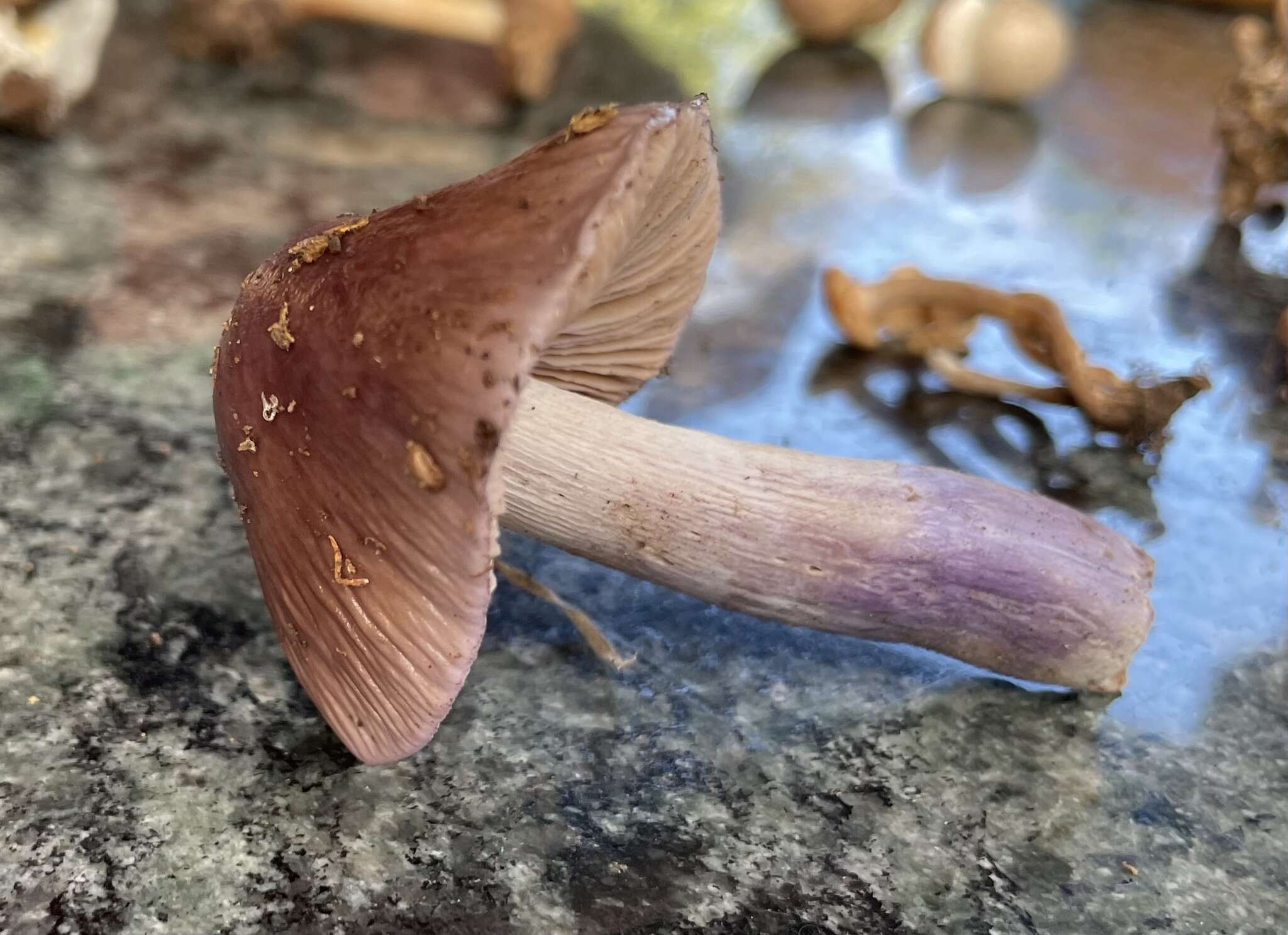 Image of Cortinarius livido-ochraceus (Berk.) Berk. 1860