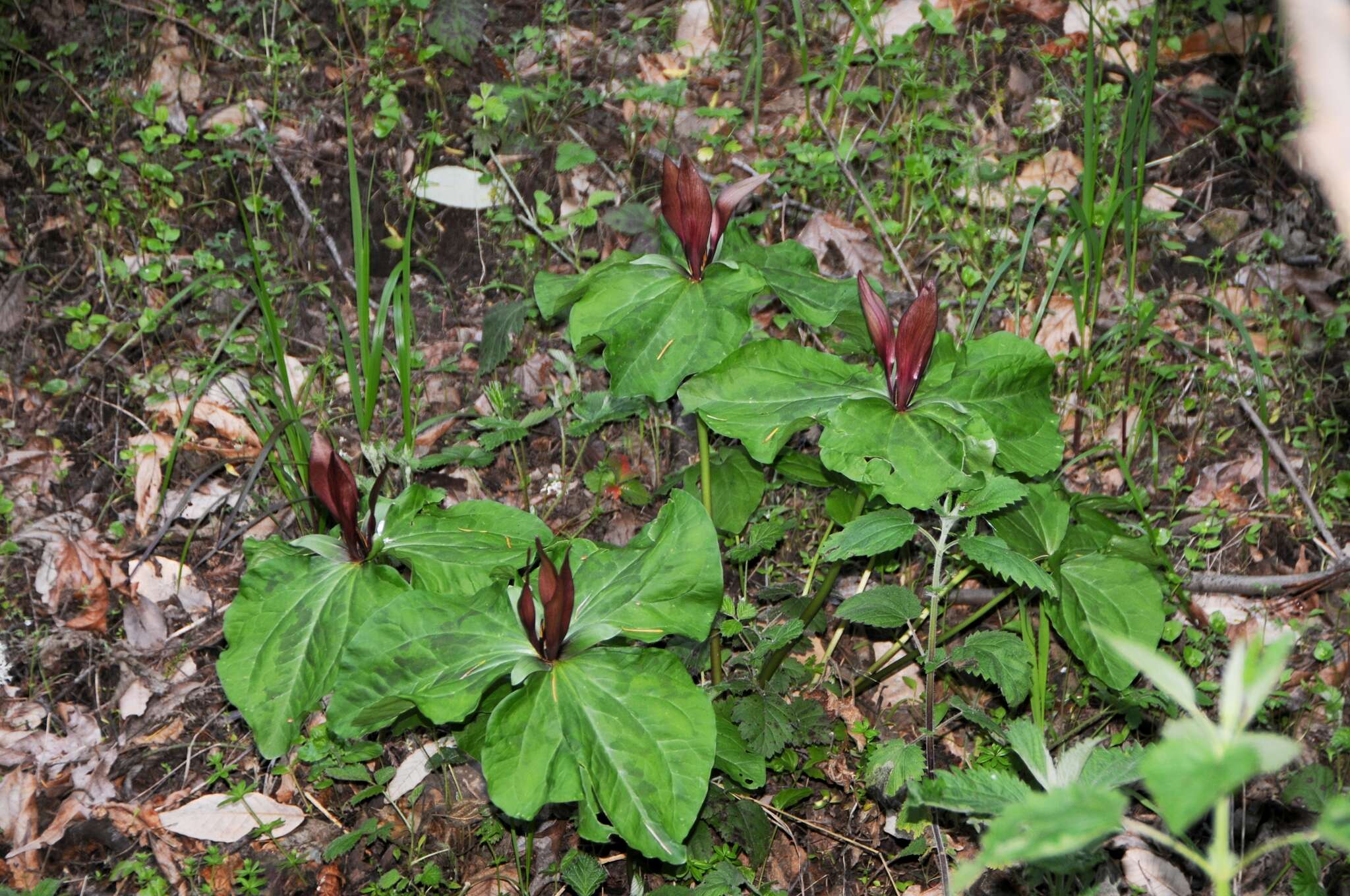 Image of giant wakerobin