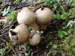 Lycoperdon spadiceum Schaeff. 1774的圖片