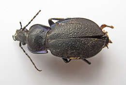 Image of Carabus (Archicarabus) wiedemanni wiedemanni Ménétriés 1836